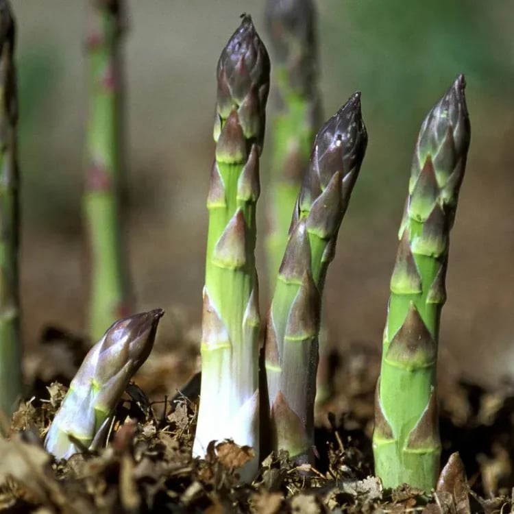 𝐎𝐟𝐟𝐢𝐜𝐢𝐚𝐥 𝐁𝐫𝐚𝐧𝐝 𝐒𝐭𝐨𝐫𝐞 | Primglam® Four Seasons Asparagus Mary Washington Seeds