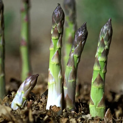 𝐎𝐟𝐟𝐢𝐜𝐢𝐚𝐥 𝐁𝐫𝐚𝐧𝐝 𝐒𝐭𝐨𝐫𝐞 | Primglam® Four Seasons Asparagus Mary Washington Seeds