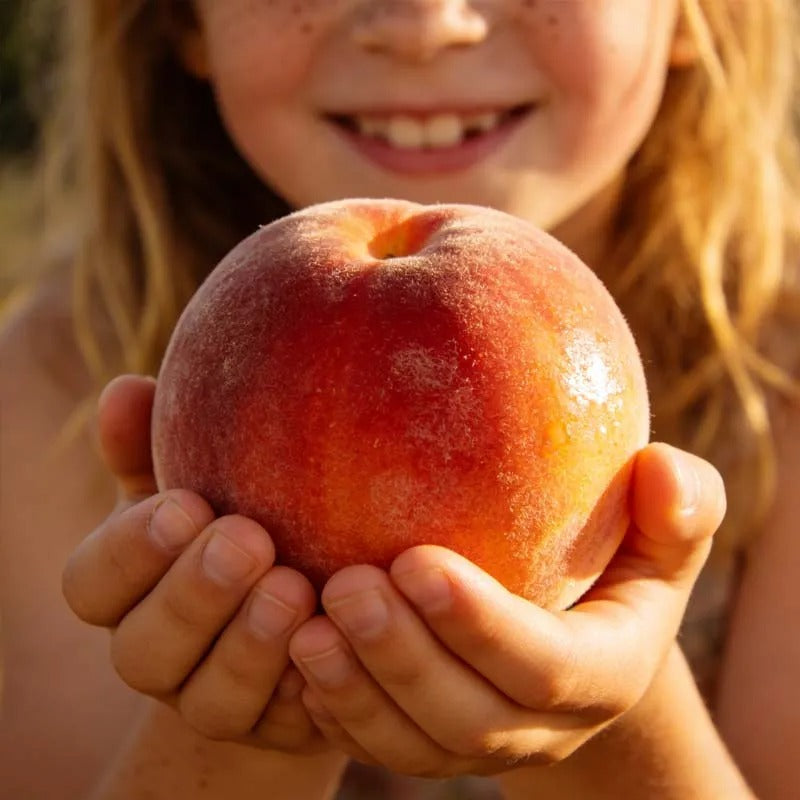 𝐎𝐟𝐟𝐢𝐜𝐢𝐚𝐥 𝐁𝐫𝐚𝐧𝐝 𝐒𝐭𝐨𝐫𝐞 | Primglam® 🍑65K+ SOLD! Heirloom "Honey Red" Dwarf Peach Tree Live Seeds