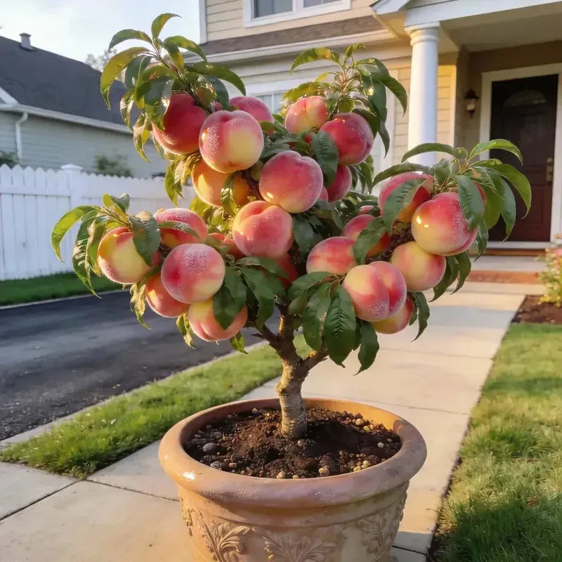 𝐎𝐟𝐟𝐢𝐜𝐢𝐚𝐥 𝐁𝐫𝐚𝐧𝐝 𝐒𝐭𝐨𝐫𝐞 | Primglam® 🍑65K+ SOLD! Heirloom "Honey Red" Dwarf Peach Tree Live Seeds