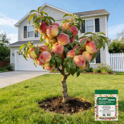 𝐎𝐟𝐟𝐢𝐜𝐢𝐚𝐥 𝐁𝐫𝐚𝐧𝐝 𝐒𝐭𝐨𝐫𝐞 | Primglam® 🍑65K+ SOLD! Heirloom "Honey Red" Dwarf Peach Tree Live Seeds